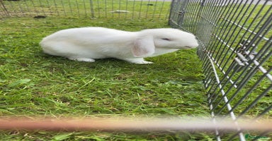 Mini Lop rabbits - Advert 6