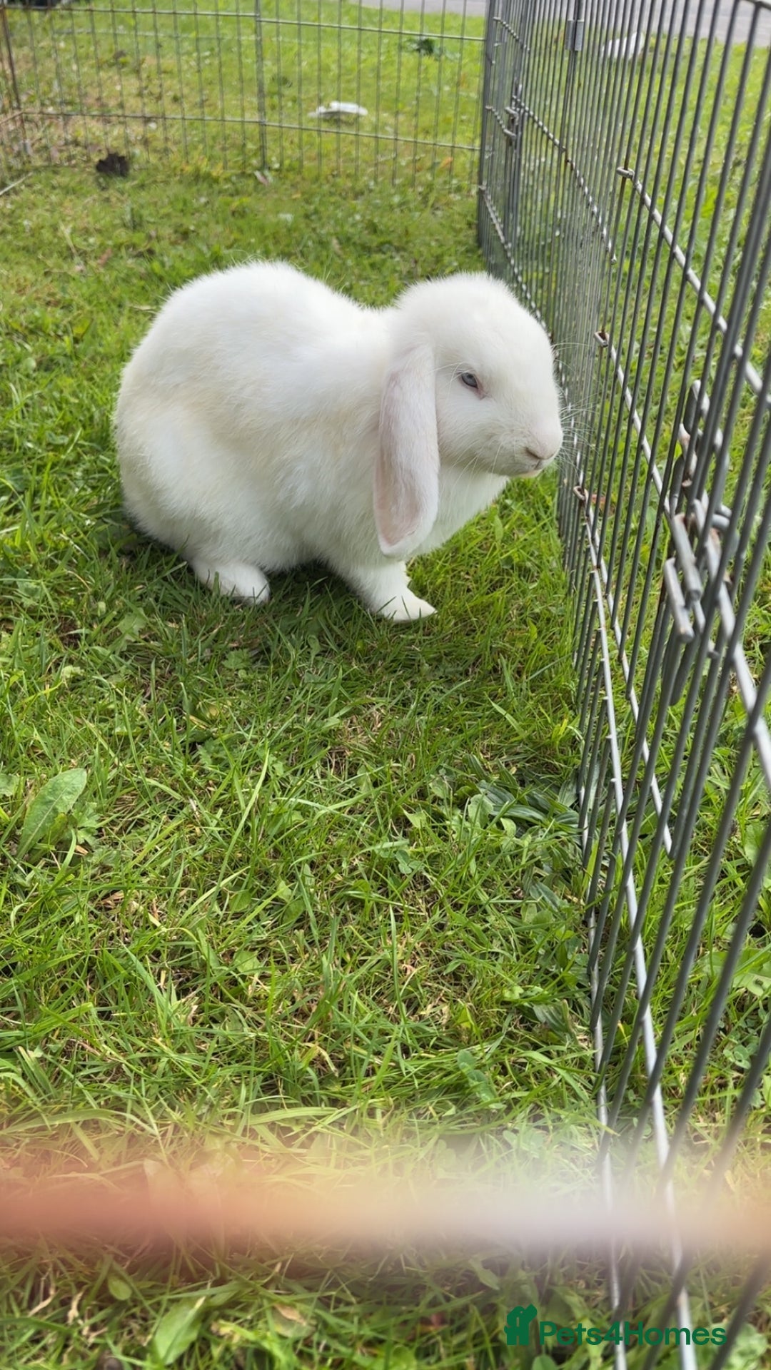 Mini Lop rabbits for sale: Female mini lops  - Image 2