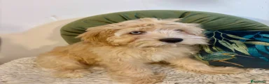 Cavapoo Puppy 3