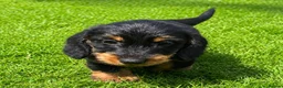 Miniature Dachshund dogs for sale: KC Mini Wire dachshunds LAFORA/PRA (Cord1) clear - Advert 5
