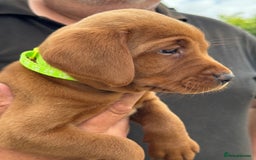 Labrador Retriever dogs for sale: Exceptional Fox Red Labrador Litter - Image 23