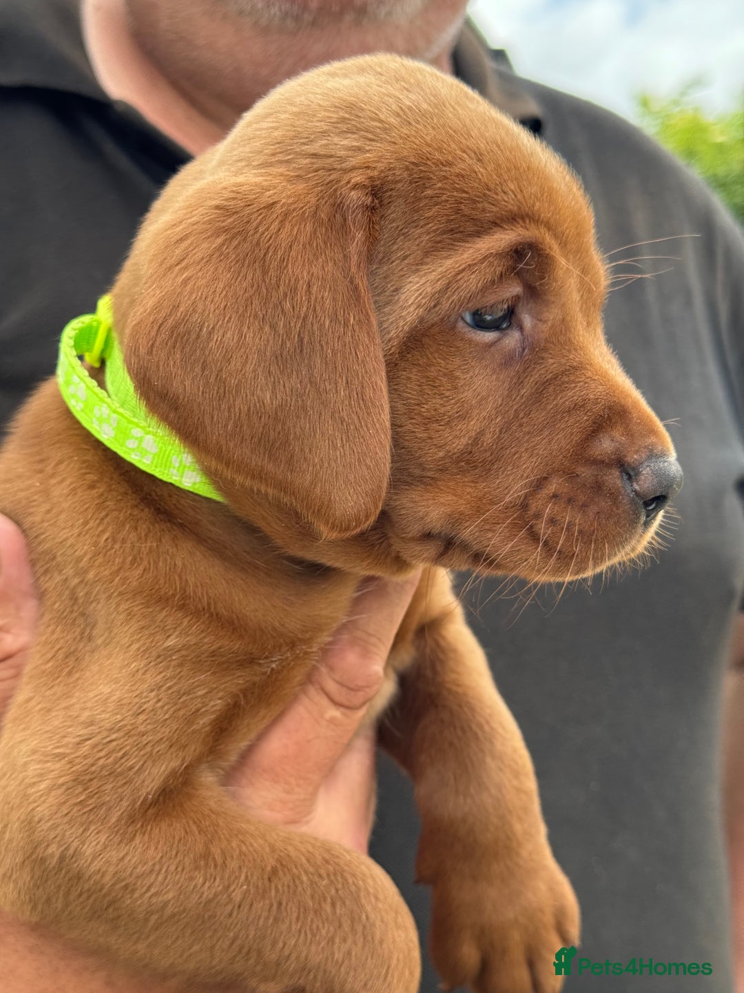 Labrador Retriever dogs for sale: Exceptional Fox Red Labrador Litter - Image 23