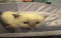 Ragdoll cats for sale: Three beautiful blue ragdoll kittens  - Image 22