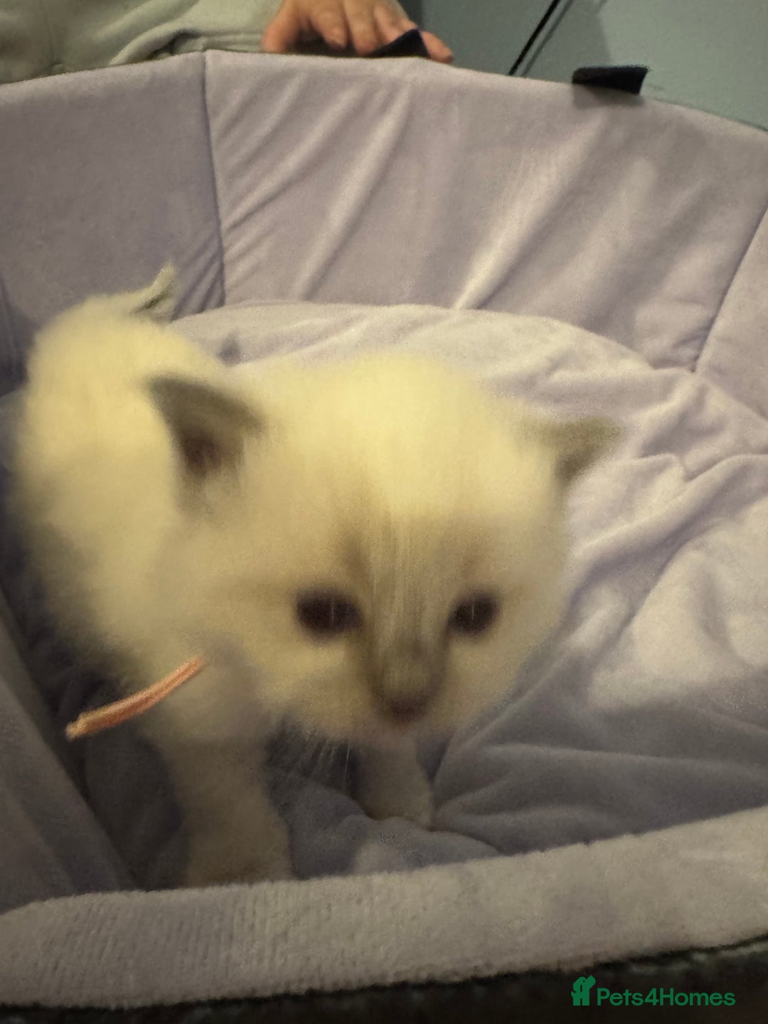 Ragdoll cats for sale: Three beautiful blue ragdoll kittens  - Image 22