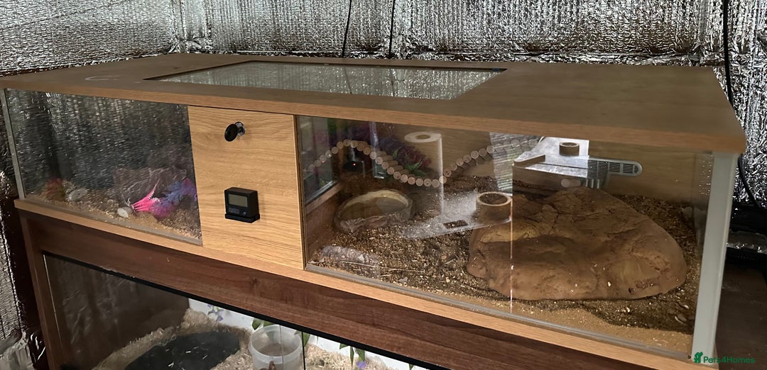 Leopard Gecko reptiles for sale: Beautiful, friendly leopard gecko and full set us - Advert 8