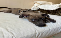 Lurcher dogs for sale: Blue eyed lurcher puppy - Image 1