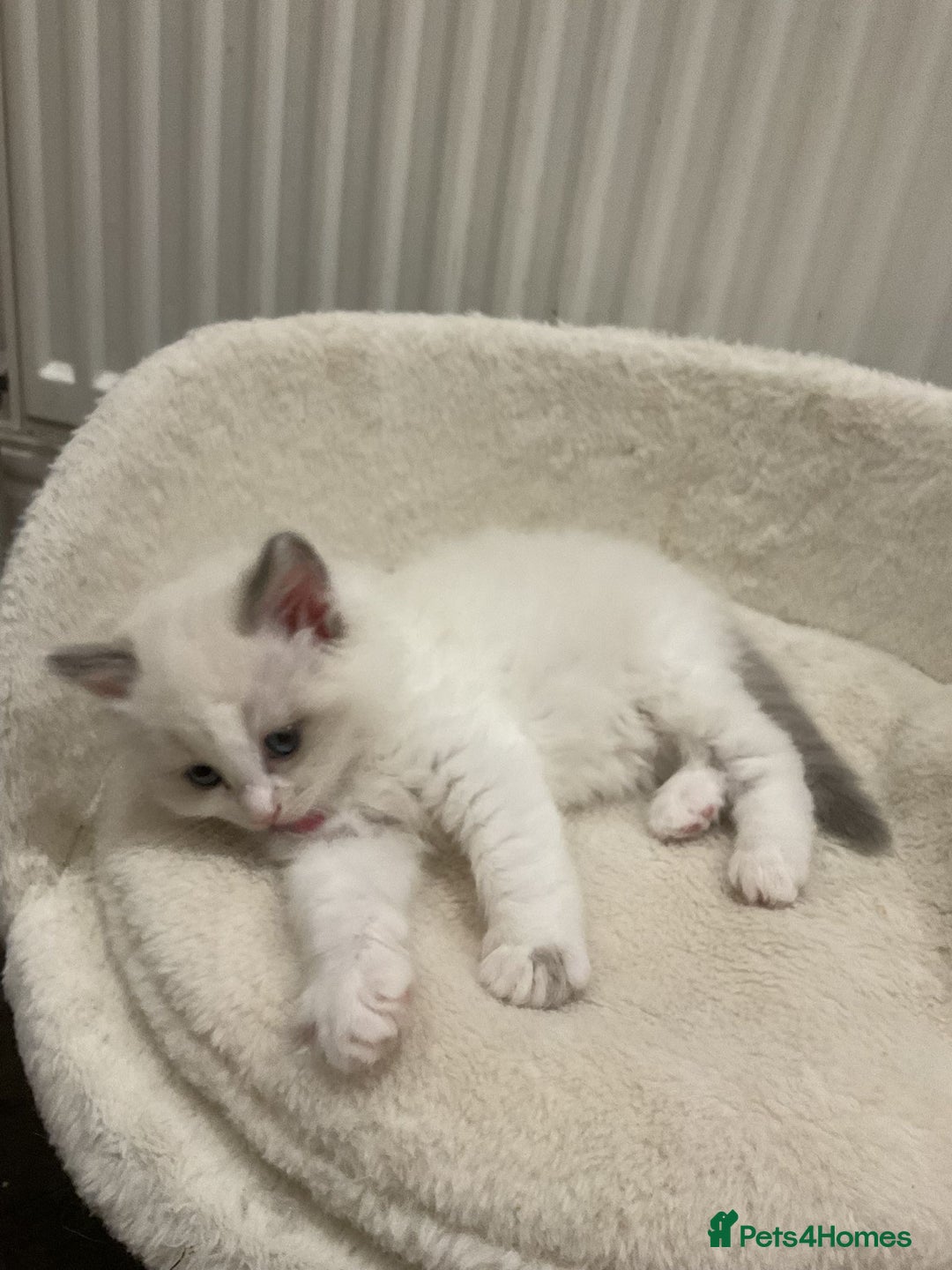 Ragdoll cats for sale: BEAUTIFUL RAGDOLLS 2X GIRLS 3 BOYS  - Advert 7