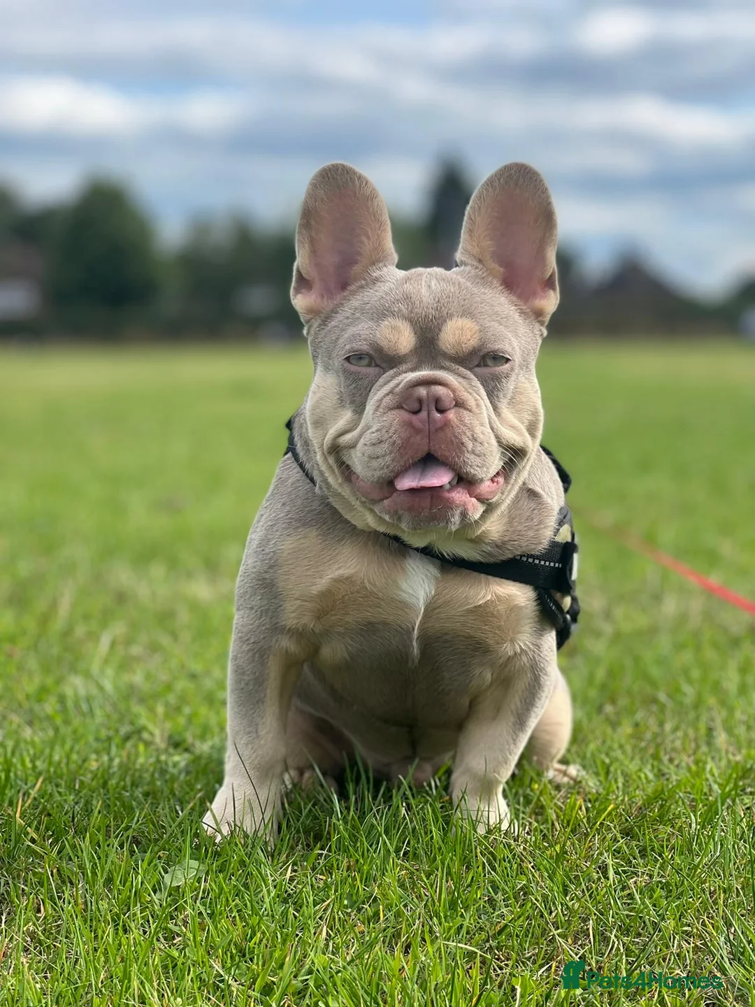 French Bulldog dogs for stud: NEW SHADE ISABELLA AND TAN CARRYING FLUFFY BABA C  in Manchester - Advert 5