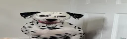 Dalmatian dogs for stud: KC registered Dalmatian stud - Introductory fee - Advert 4