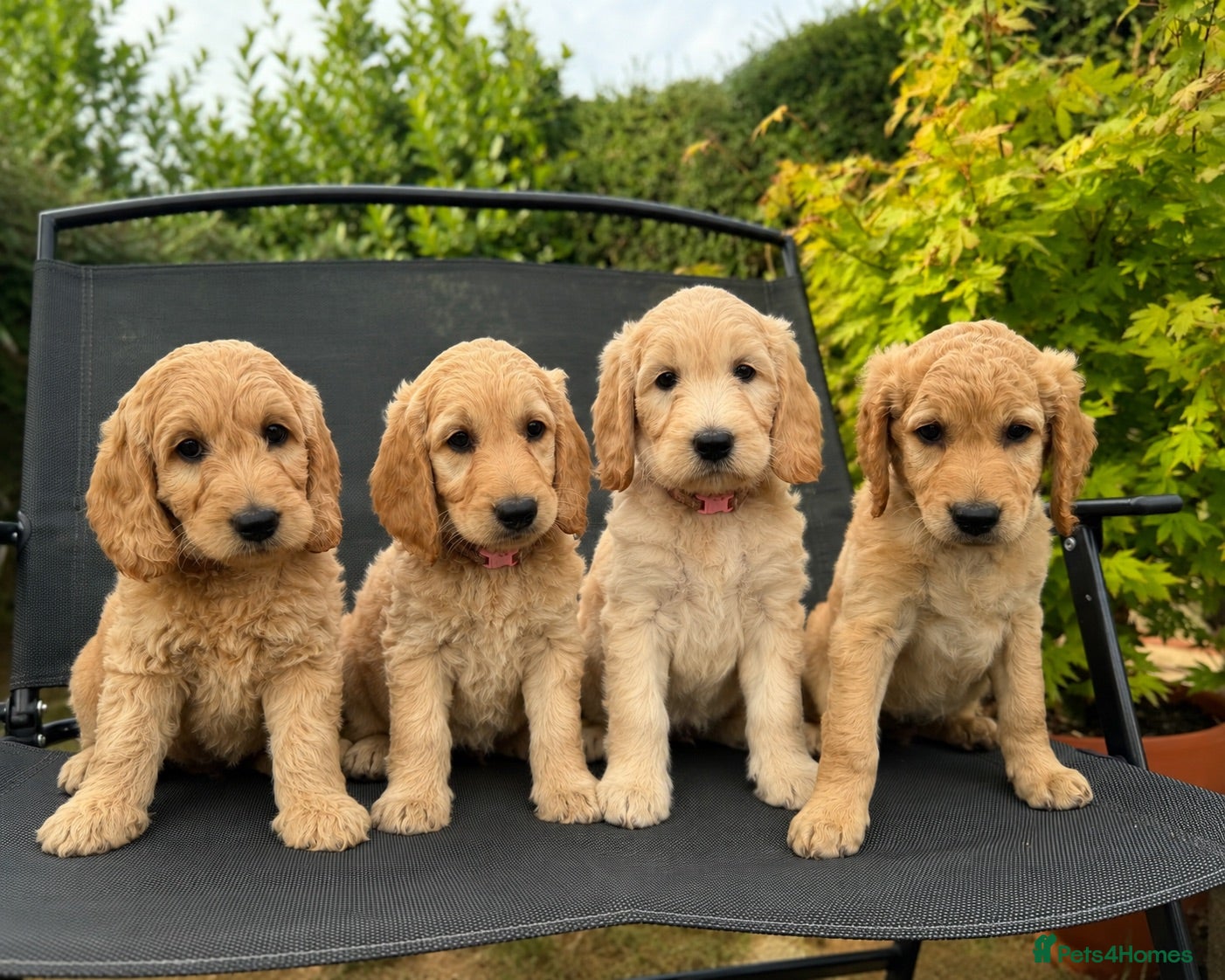 Goldendoodle dogs Beautiful Goldendoodle Puppies This Week - Advert 16