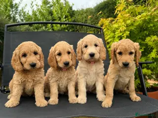 Goldendoodle dogs Beautiful Goldendoodle Puppies This Week - Advert 16