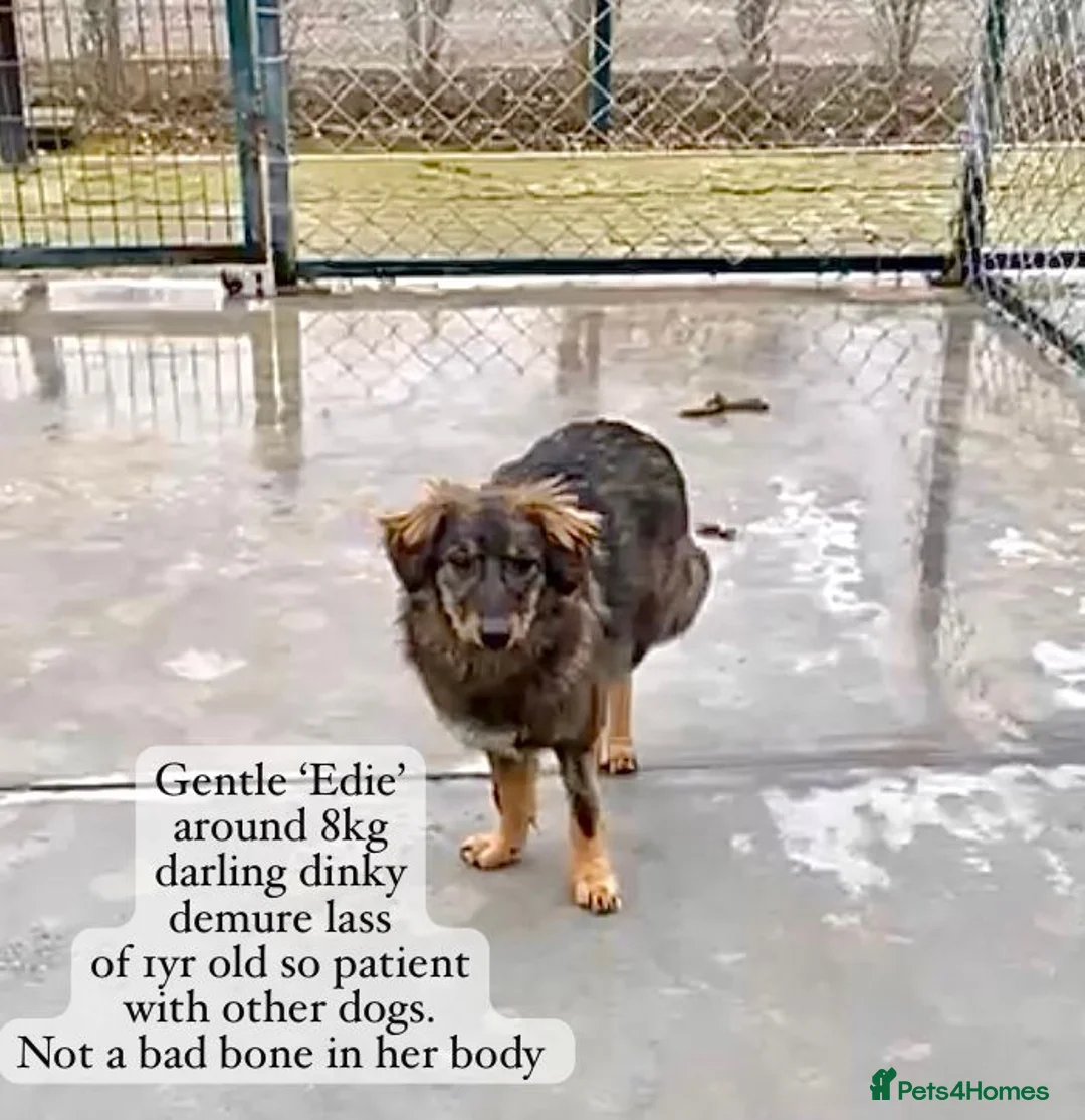 Mixed Breed dogs for adoption: Edie, 1 yr old approx. Available for adoption. - Advert 2