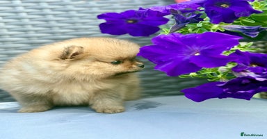 Pomeranian dogs - Advert 4