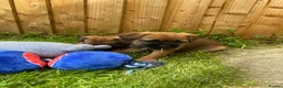 Border Terrier dogs for sale: ⭐️KC BORDER TERRIER PUPPIES, SLEM CLEAR - Advert 24