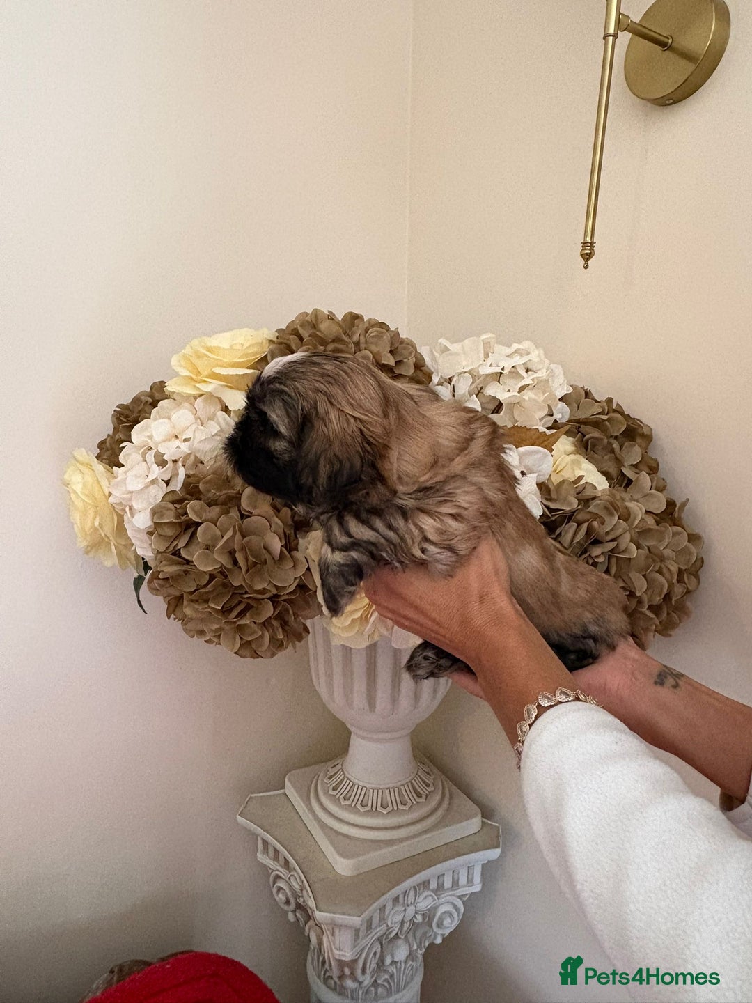 Shih Tzu dogs for sale: Beautiful male shih tzu pups - Advert 6