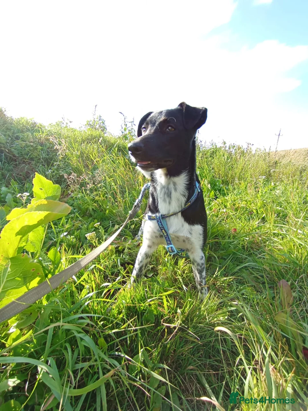 Mixed Breed dogs for adoption: ❤️GEMMIE❤️1yo girl, who chose life, people and fun - Advert 6