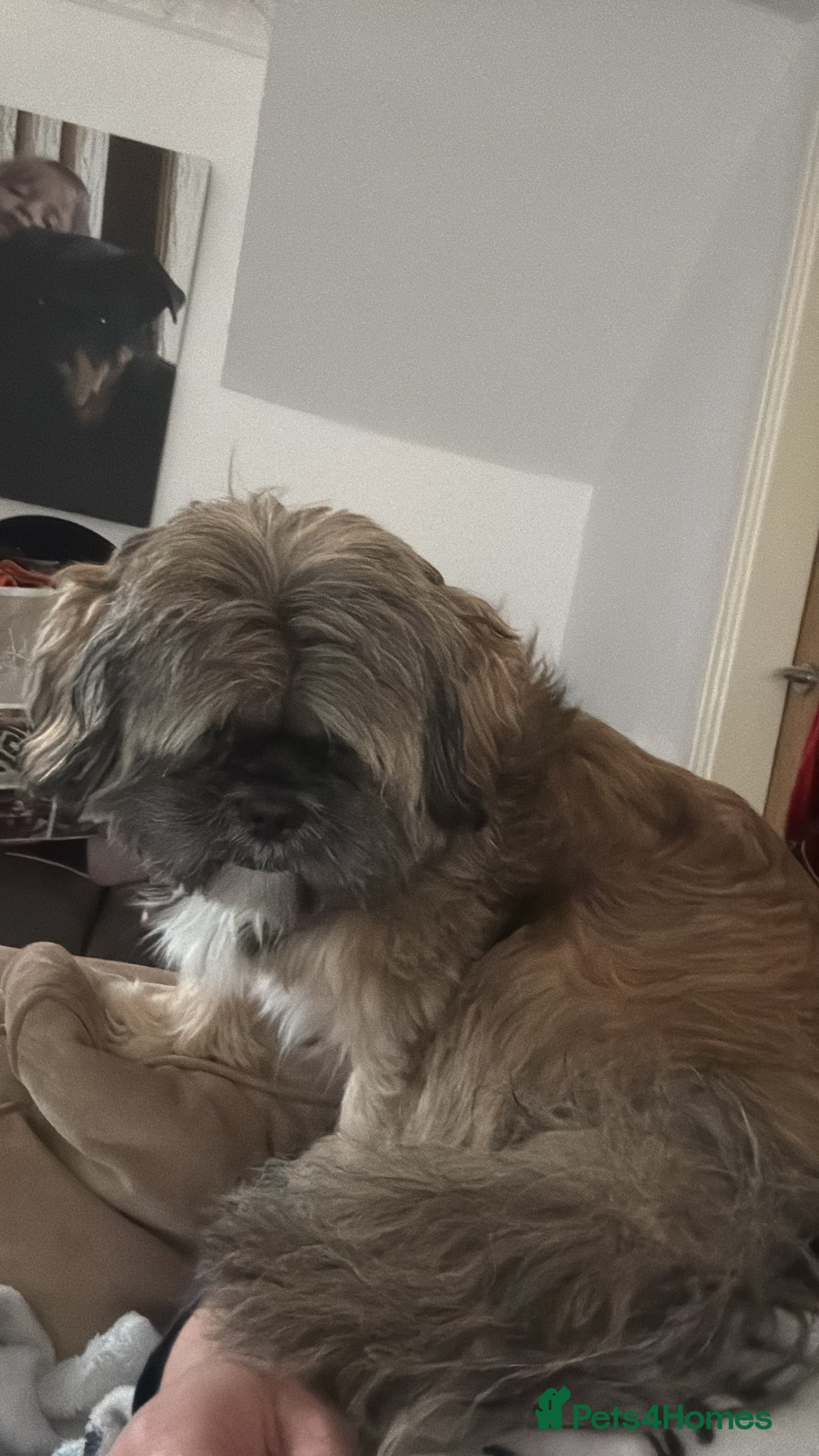 Shih Tzu dogs for sale: Shih Tzu puppies - Advert 5