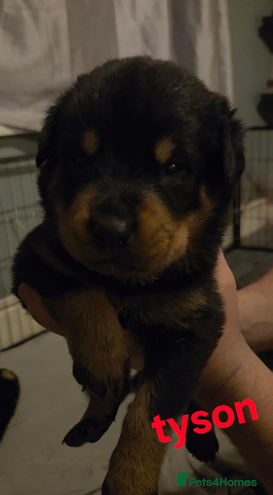 Rottweiler dogs for sale: Rottweiler puppies - Advert 34