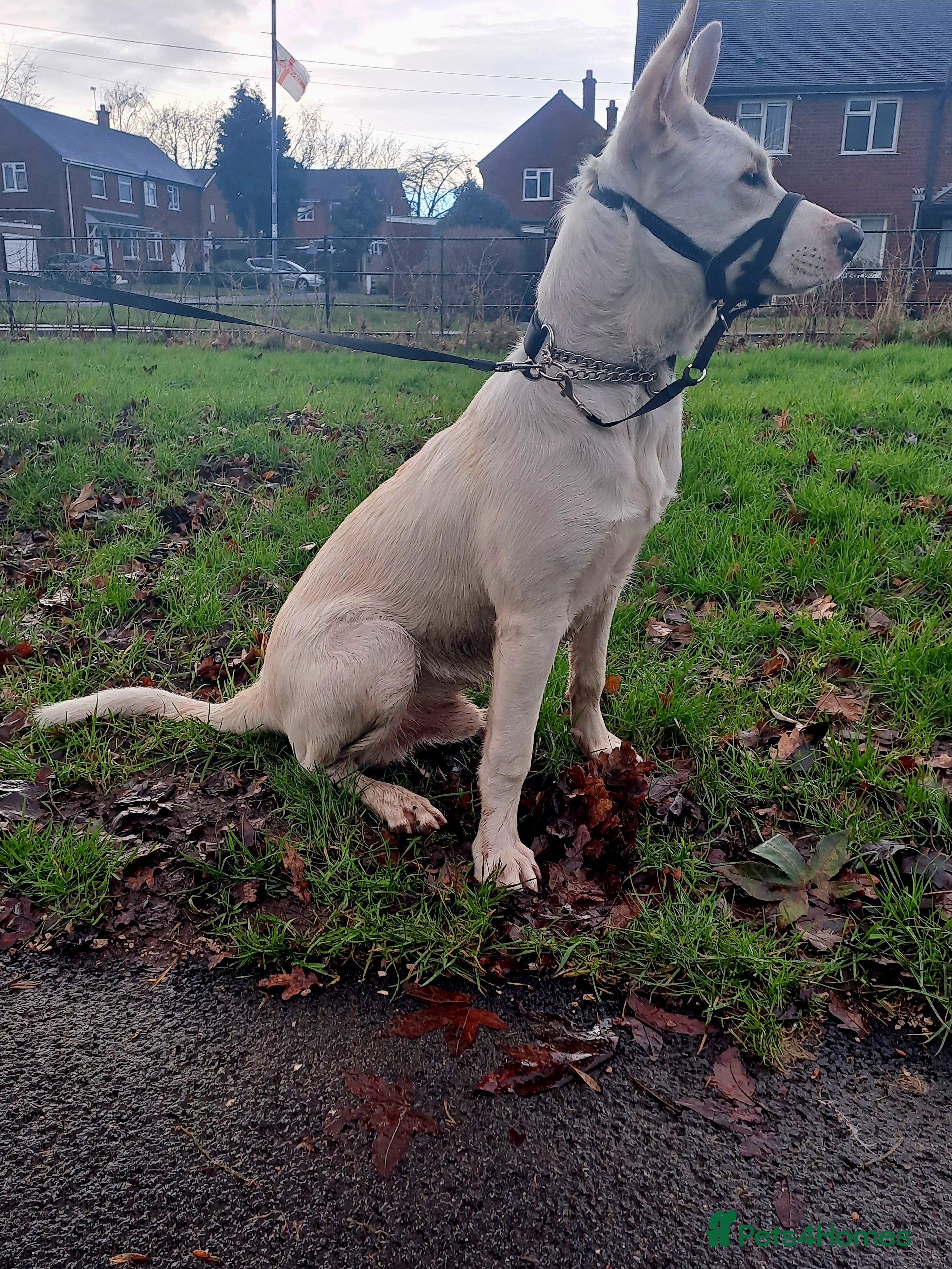 Mixed Breed dogs Shepherd x  mali 6 months - Advert 4