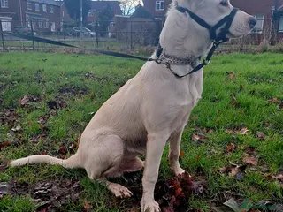 Mixed Breed dogs Shepherd x mali 6 months - Advert 4