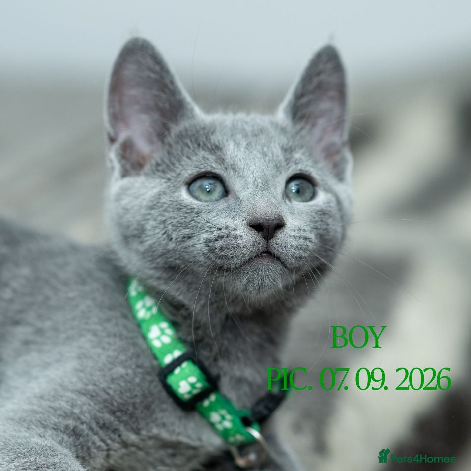 Russian Blue cats Adorable Russian Blue Kittens - Advert 2