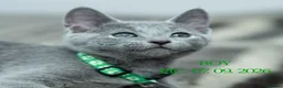 Russian Blue cats for sale: Adorable Russian Blue Kittens - Advert 2