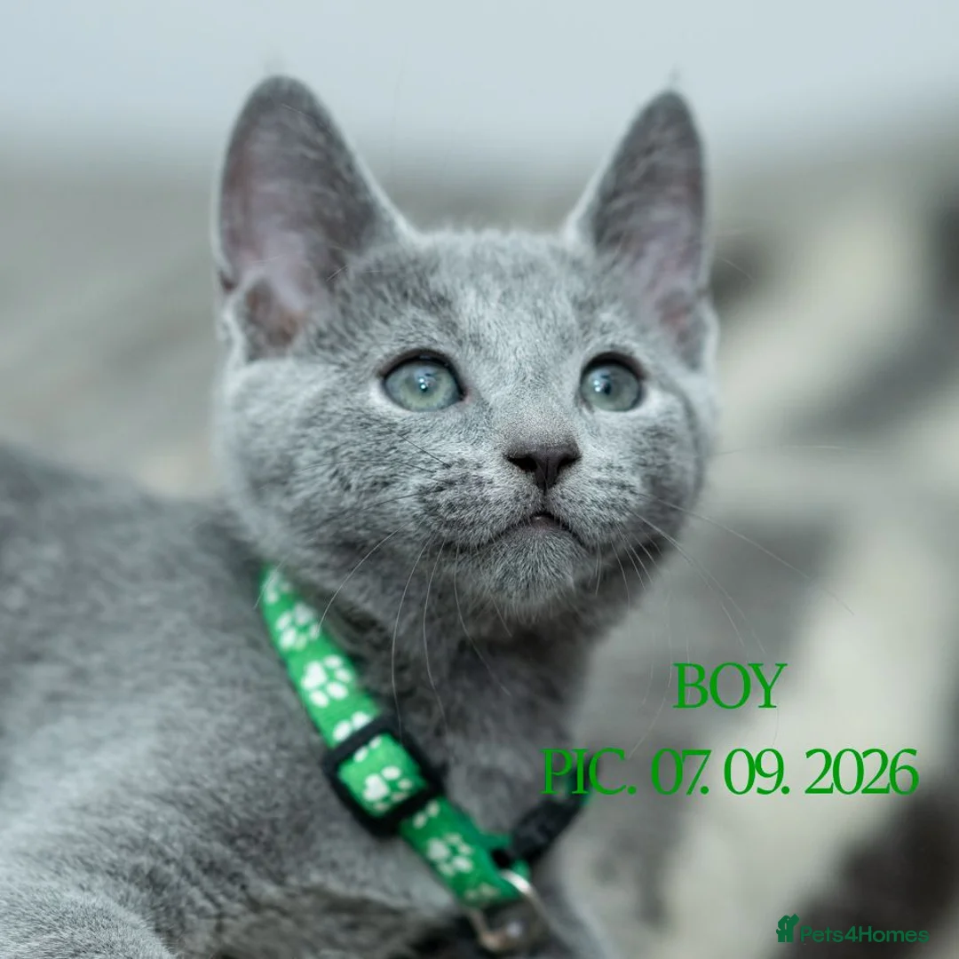 Russian Blue cats for sale: Adorable Russian Blue Kittens - Advert 2