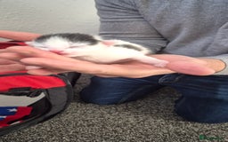 Mixed Breed cats for sale: Kittens for sale - Image 9
