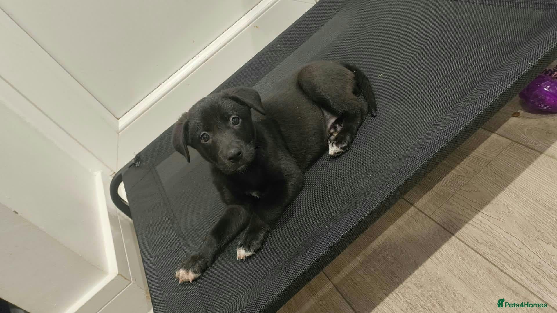 Mixed Breed dogs Last gorgeous girl looking for her forever home  - Advert 4