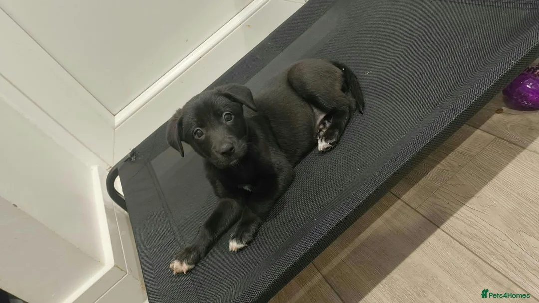 Mixed Breed dogs for sale: Last gorgeous girl looking for her forever home  - Advert 1