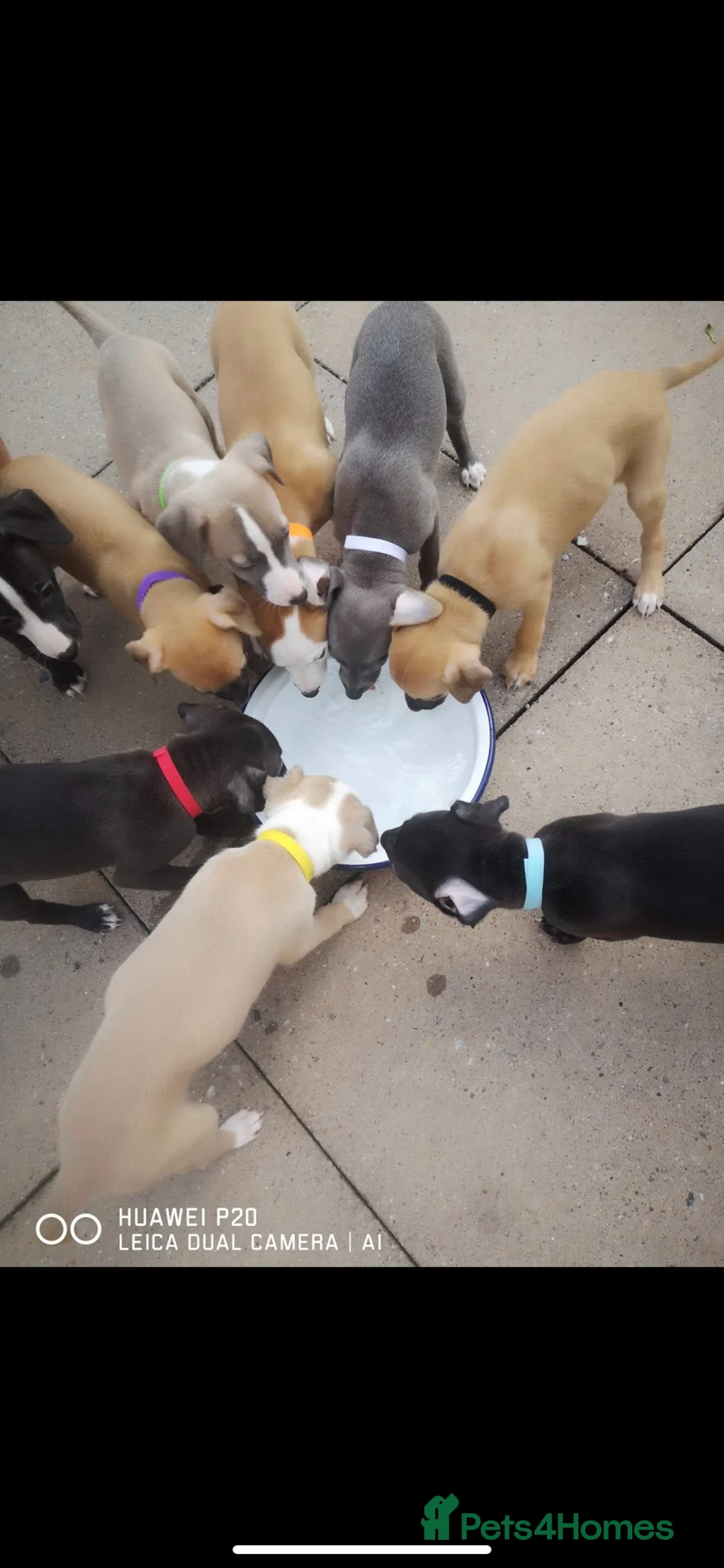 Whippet dogs for stud: Whippet stud dog in Somerton - Advert 14