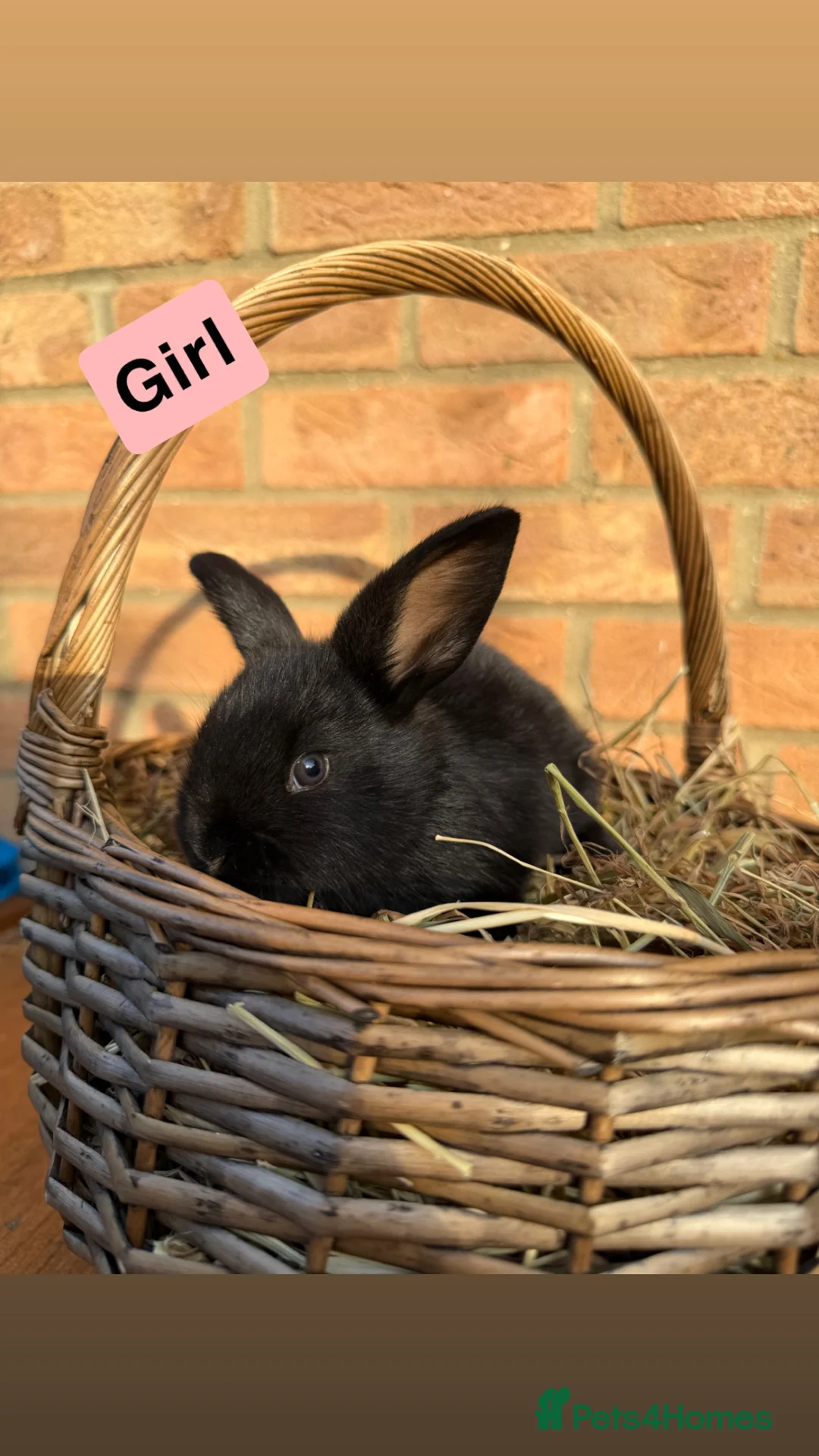 Mixed Breed rabbits for sale: 🐰Beautiful Mini Lop x Standard Rex Rabbits🐰 - Advert 3