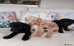 Labrador Retriever dogs for sale: KC reg DNA tested Labrador puppies. - Image 6