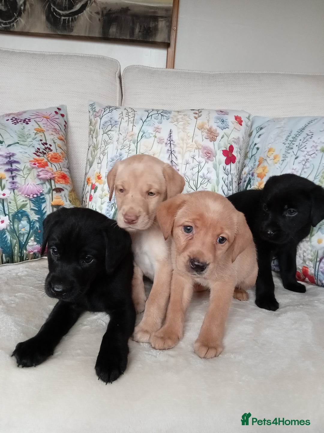 Labrador Retriever dogs for sale: KC reg DNA tested Labrador puppies. - Image 6