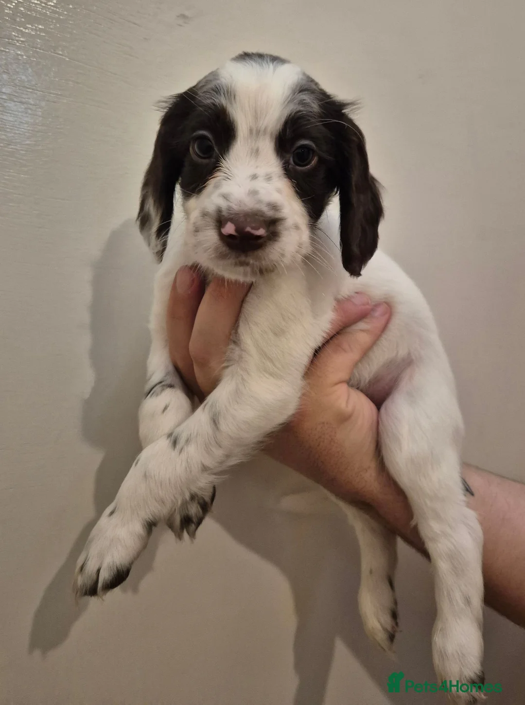 Sprocker dogs for sale: 4 SPROCKER PUPS TO GO THIS SATURDAY 16TH AUGUST - Advert 5