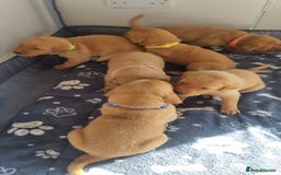 Labrador Retriever dogs for sale: ONLY 1 BOY LEFT Fox Red Labrador Retriever Puppies - Image 2