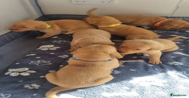 Labrador Retriever dogs - Advert 15