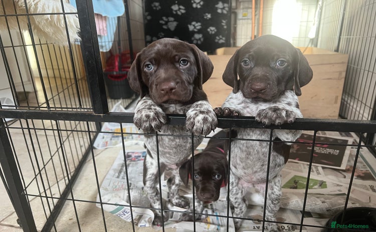 German Shorthaired Pointer dogs - Advert 3