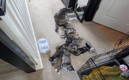 British Shorthair cats for sale: Beautiful British short hair  - Image 11