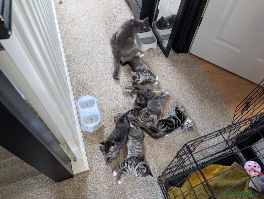 British Shorthair cats for sale: Beautiful British short hair  - Image 11