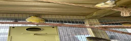 Canaries birds for sale: Gloster Canaries  in Daventry - Advert 6