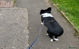 Border Collie dogs for sale: Border collie pup - Image 3