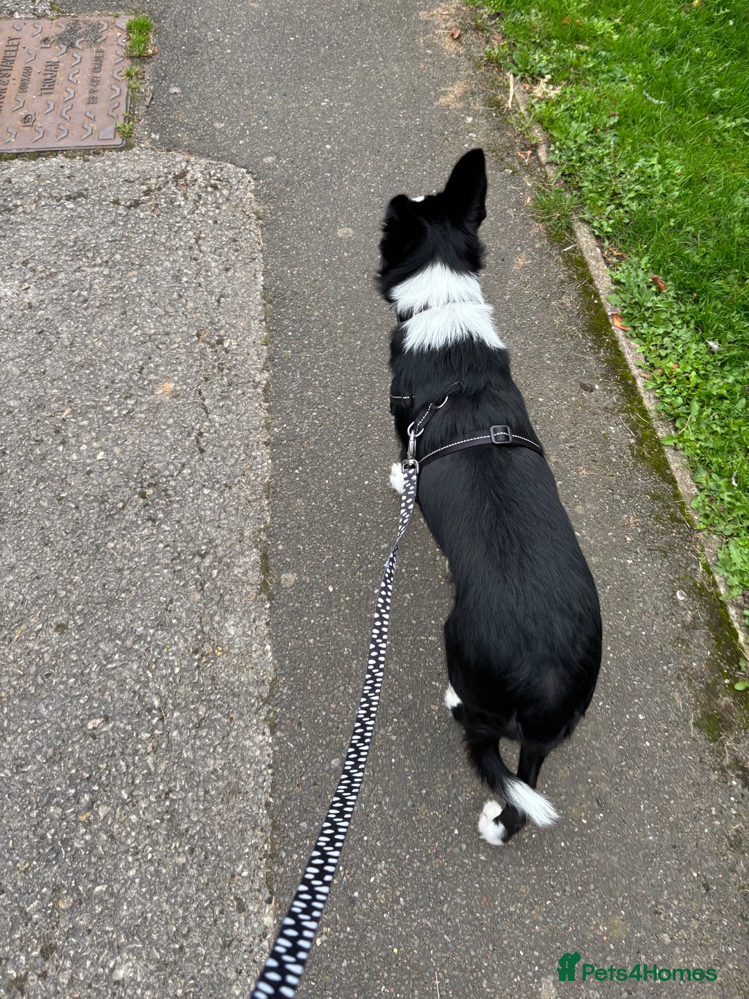 Border Collie dogs for sale: Border collie pup - Image 3