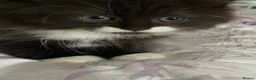 British Shorthair cats for sale: Beautiful Bundles of Fluff British Shorthair cross - Advert 4