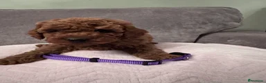 Purple collar