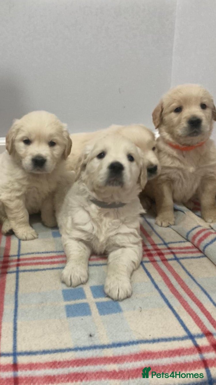 Golden Retriever dogs Fantastic Golden Retrievers - Advert 7