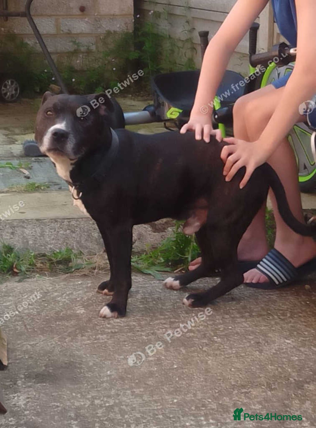 Staffordshire Bull Terrier dogs for sale: 2 older staffies to rehome - Image 4