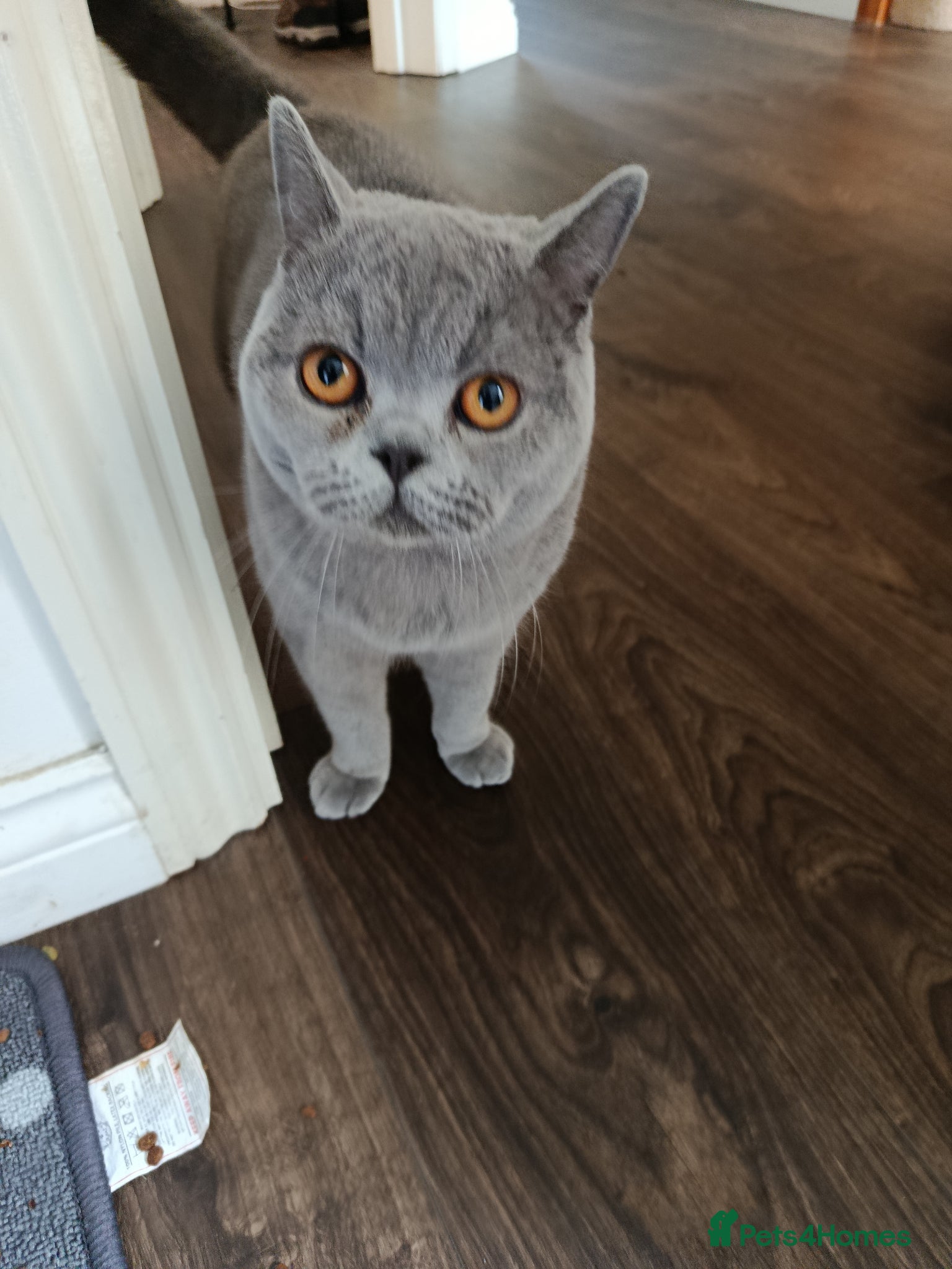 British Shorthair cats for sale: Beautiful 1‑Year‑Old British Shorthair  in Gloucester - Advert 1