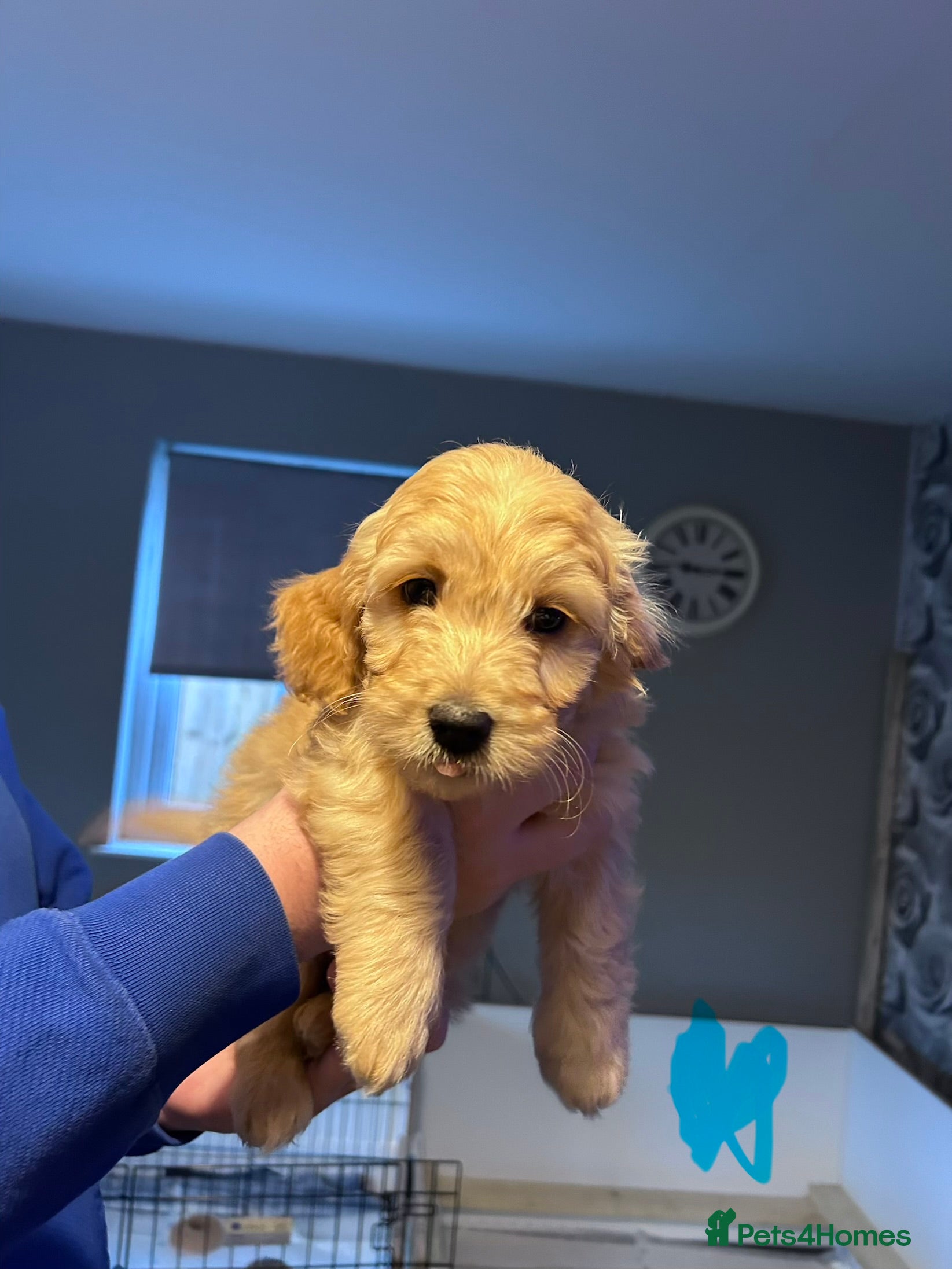 Goldendoodle dogs  F1 mini Goldendoodles - Advert 1