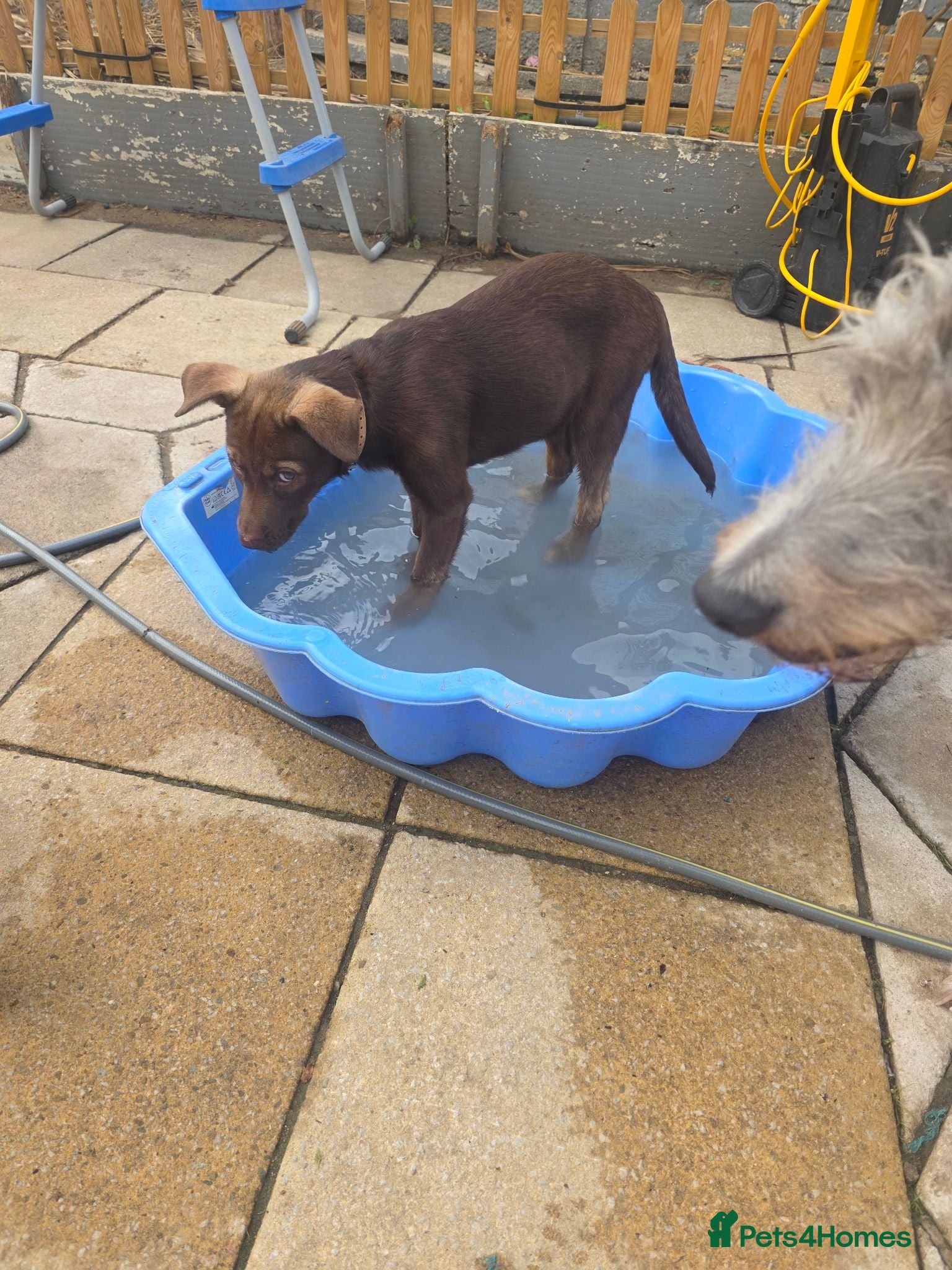 Mixed Breed dogs READY staffy cross husky puppies for sale. - Advert 2